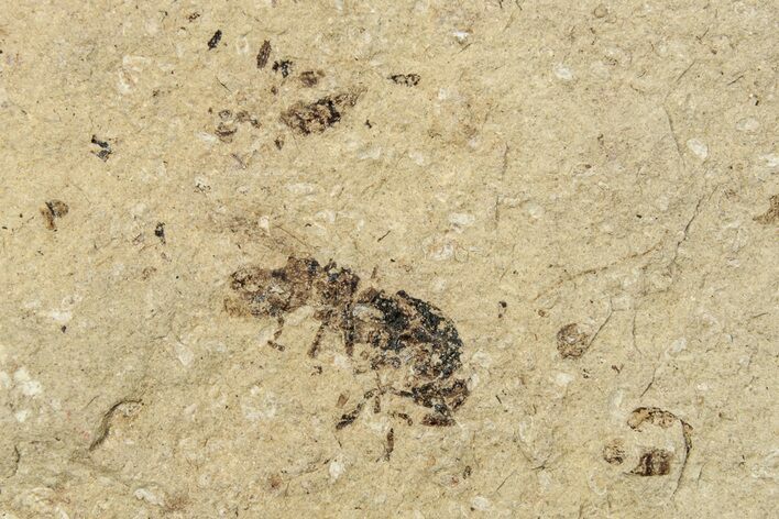 Fossil Insect (Hymenoptera?) - Bois d’Asson, France #254242